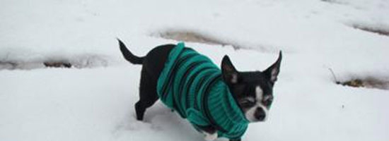 Here is why chihuahuas don’t run and play in the snow? It’s really amazing!