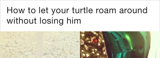 Didn’t want to lose my turtle. Am I going to hell for this???
