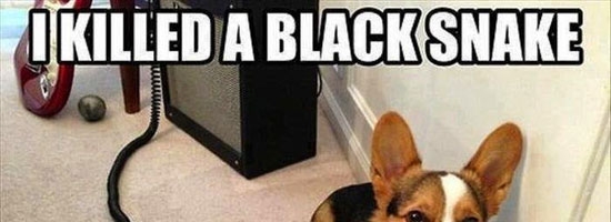 The black snake…
