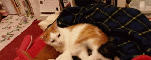 Get out of my bed!!