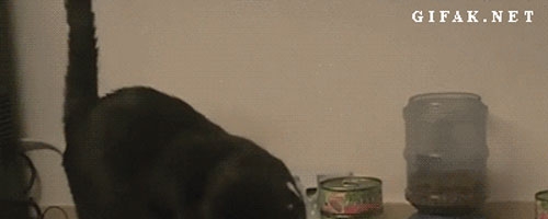 Here’s what I think of this food!