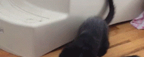 Kittens gone fishing… So cute!