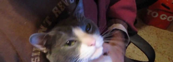 Loving cat knows how to show affection… So cute!