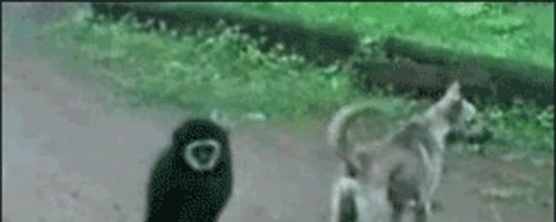 This monkey is being complete jerk making fun of the dog!