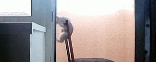 One cat’s eternal battle with gravity. That’s awesome and so cute. :)