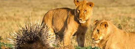 Watch a little porcupine fend off 17 lions like a boss!