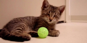 This blind kitten was just given a toy for the first time in his life. What followed is so touching.