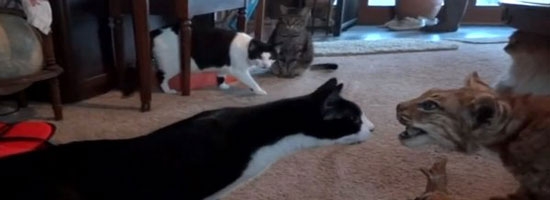 These cats had never seen taxidermy stuffed bobcat. Their reaction is, well just watch! :)