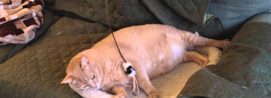 Fat cat is too lazy to play catch fish! Hilarious