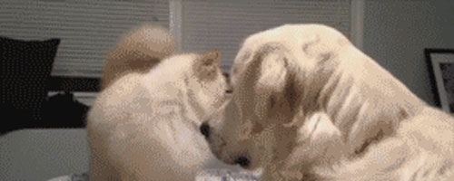 Happiest dog ever :D