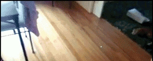 Watching this laser guided cat bowling will make you bust out laughing!