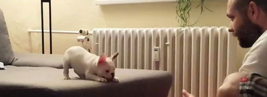 You’re gonna want to see what this adorable puppy is about to do… Trust me!