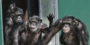 animals-released-forest-freedom