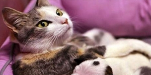 This newborn puppy was dying. But then this cat did something unbelievable