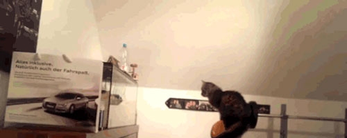 This cat thinks he is so graceful