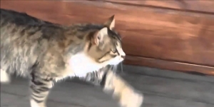 This cat walks like nothing you’ve ever seen before