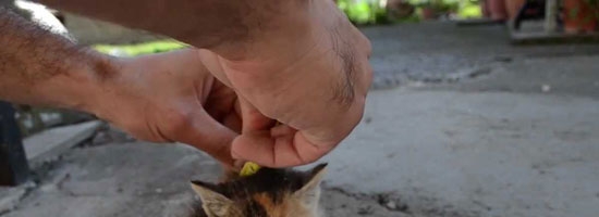 How to deactivate a cat, have you ever heard of anything like this???
