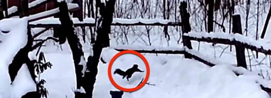 This squirrel ate too many rotten crab apples and got completely drunk. You have to see this.