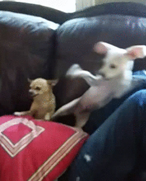 This dog is a fighter. He went half ninja on that little chihuahua!