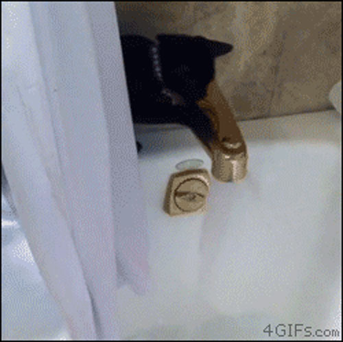 Kitty messing around in a wrong place :)