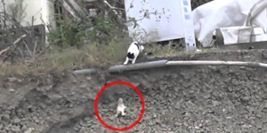 When her kitten was in terrible danger, this mother cat did something amazing to save him!
