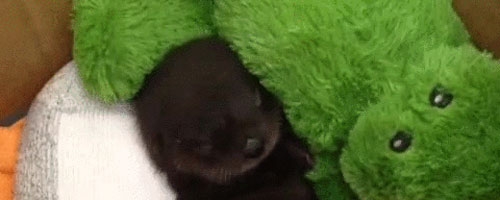 I can’t handle this much cute. Can’t do it.