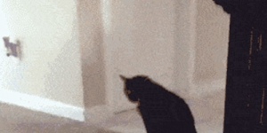 After my cat ate a box of matches…