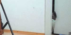 Cat burglar