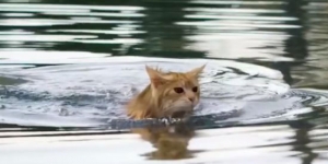 Why is this cat swimming in a pond? The reason made me burst out laughing!