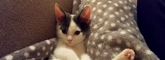 Cute baby cat completely awww by her newly-found tail