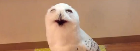 Cutest Owl Face You’ve Ever Seen!!!