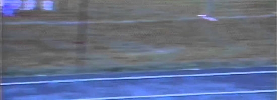 This race winning dog is a big time cheater, but it’s too hilarious!