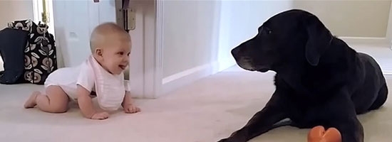 This baby’s first crawl with her dog will make your day beautiful. It’s heart melting!