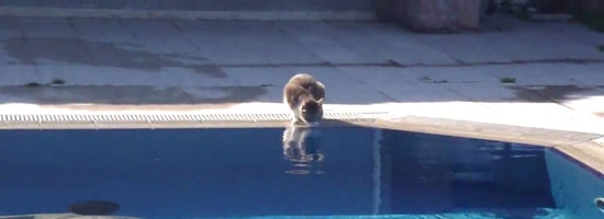 This cat never expected what is going to hit her. Epic funny!