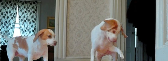This cute dog rescues his sister from a toy snake attack!