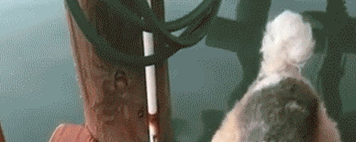 Dog doesn’t want fish to die!