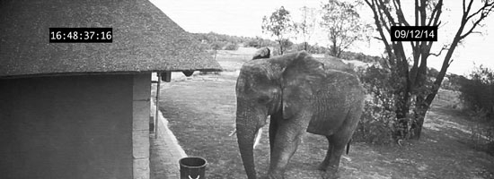 This elephant does a thing that most of us forget to do every single day!