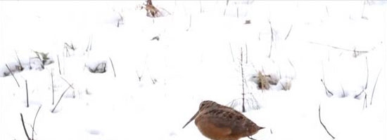 The majestic woodcock can dance better than you!!!