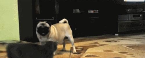 Ninja cat’s sneak attack