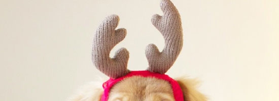 One of the Santa’s reindeer got sick!