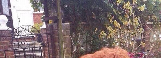 Ordered a lion off ebay and they sent me this crap…