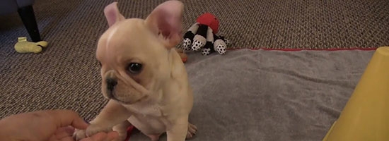 This 12-week old french bulldog puppy’s tricks will make you want to give him a treat through your screen!
