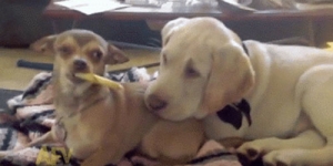 chihuahua-teases-puppy-chew-treat-cute