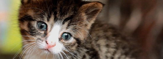 Cutest moments with funny kitten Nikita will melt you heart!