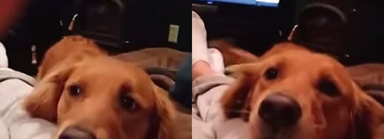 This dog is weirder than any dogs you have ever met
