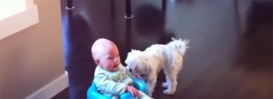 Dogs check out baby chair on Roomba vacuum cleaner! So cute