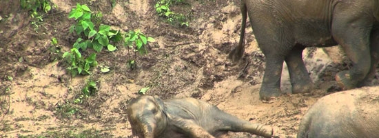 Elephants found ten ways to get down a muddy river bank having fun!