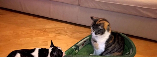 Your futile attempts to reclaim your bed amuse me. So cute!