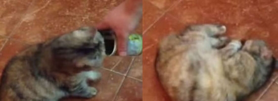 This kitten loves the smell of olives soooooo much! It’s hilarious