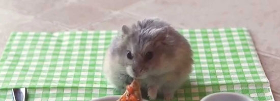 This video of a tiny hamster in a tiny mansion is so adorable. :)